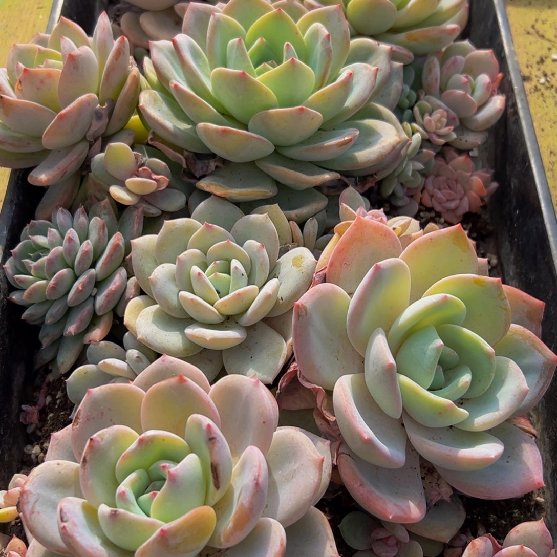 184多肉葡萄的价格是什么