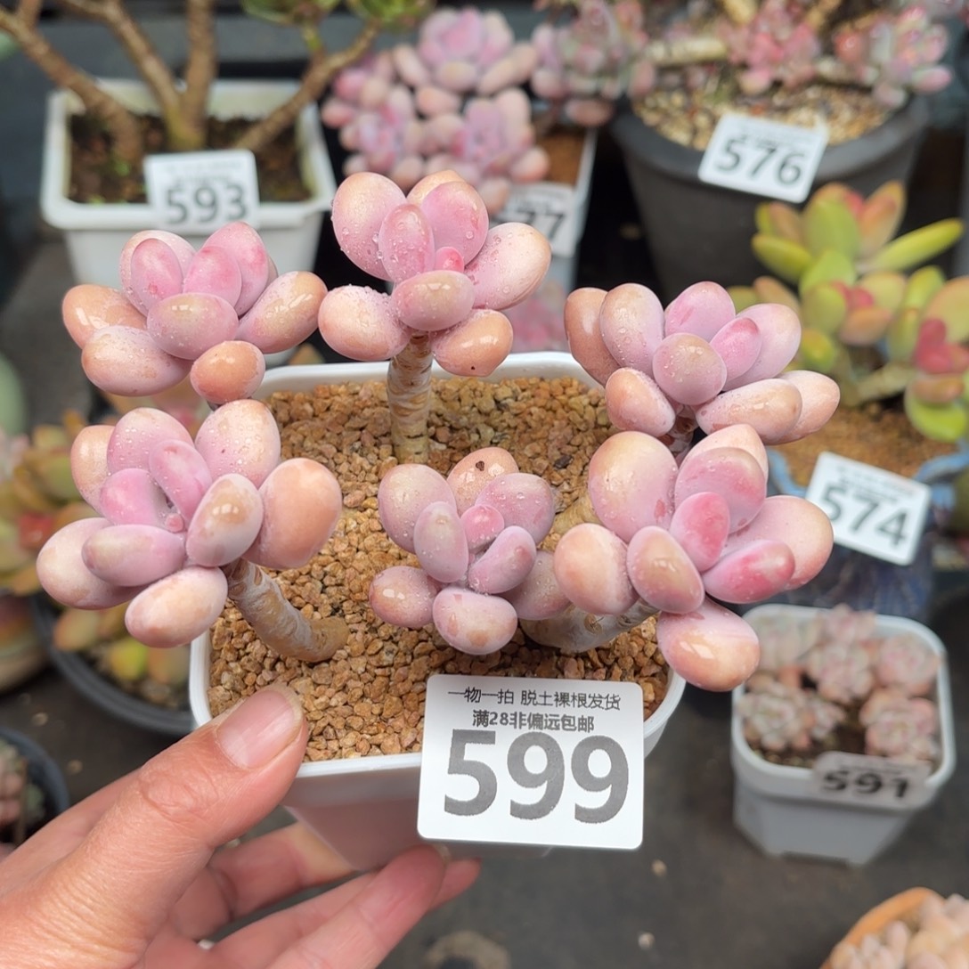 糖果桃蛋6头无盆土发货