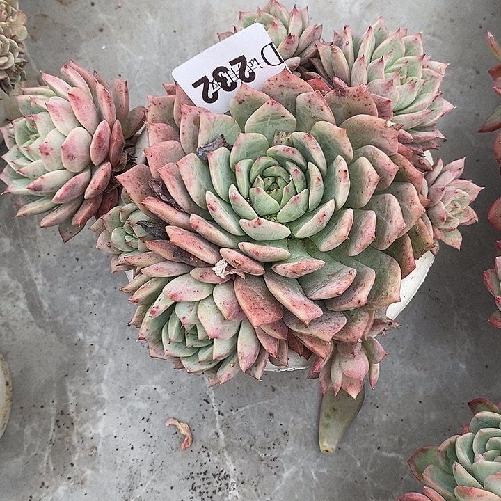 是***呀232tp多肉植物多肉