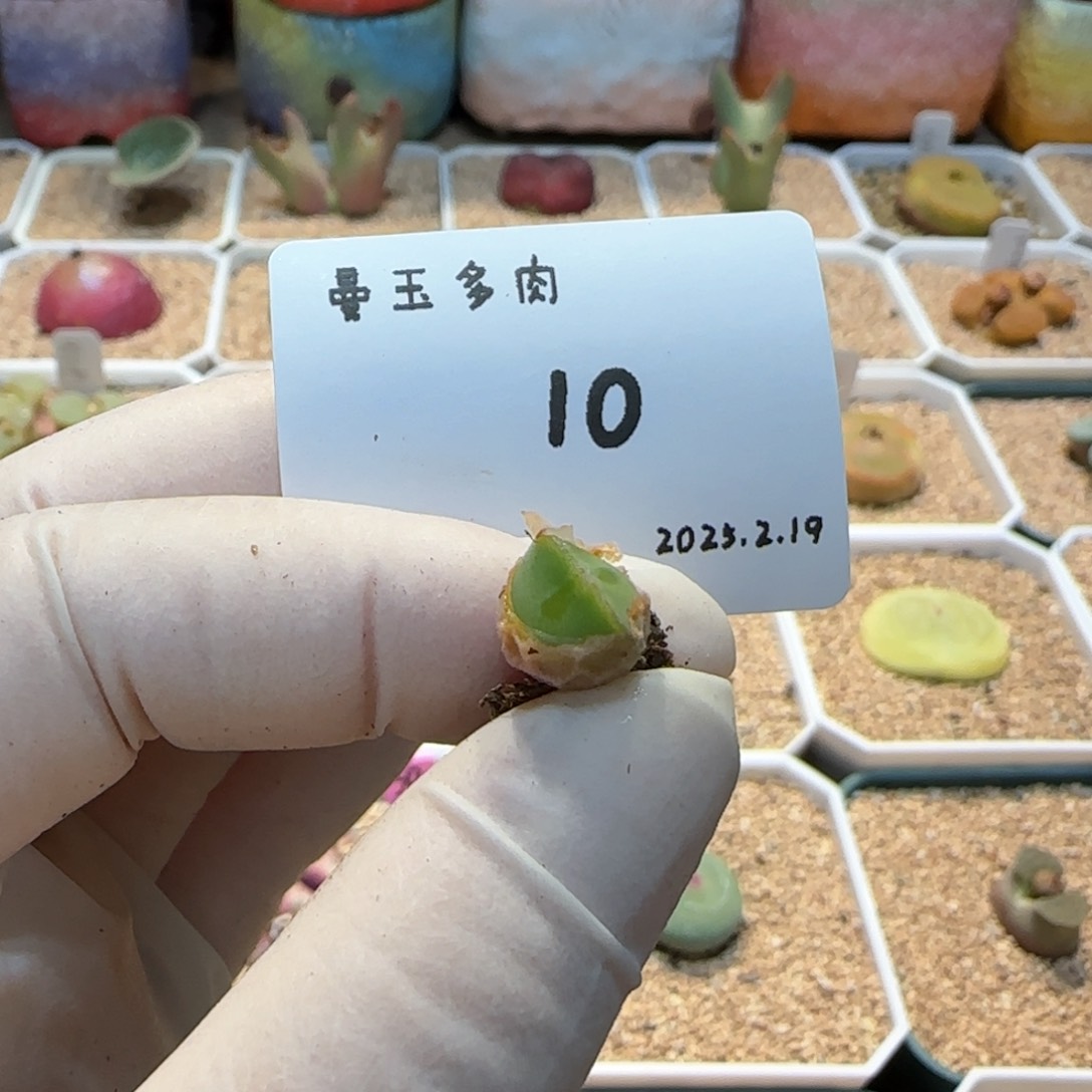 多肉多肉多肉2.19-010 