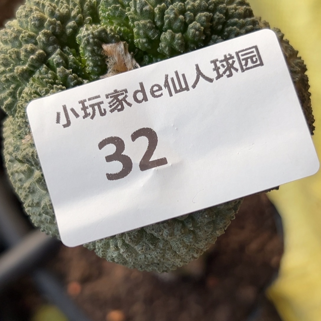 笑***云32 仙人球的比赛将于本月