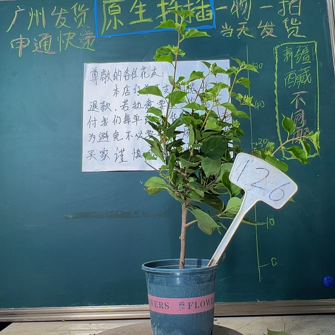 当前无花栽培后可以开花怡锦126