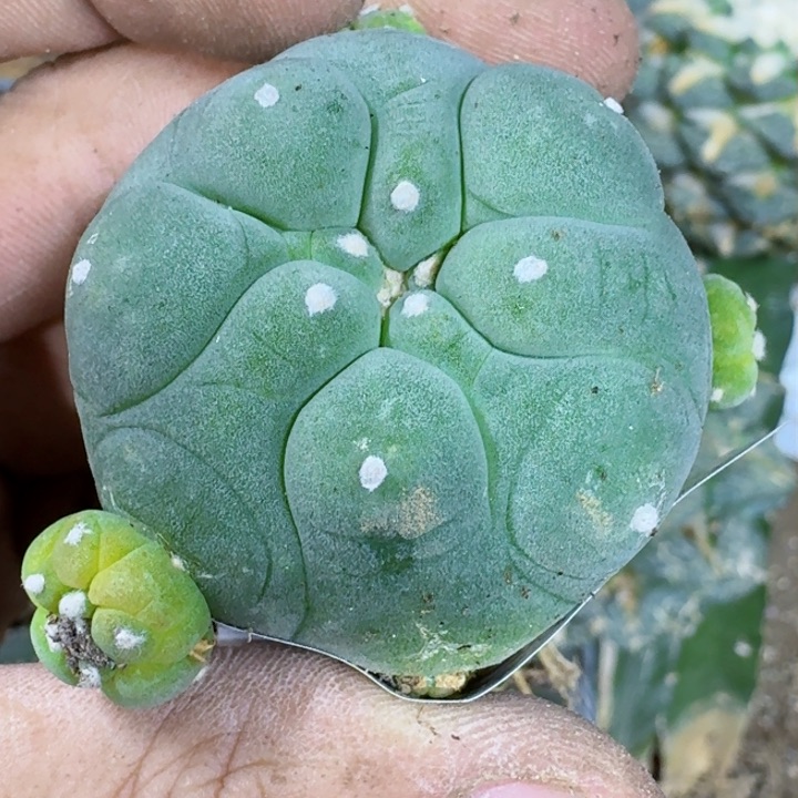 福利自根大尤翠086