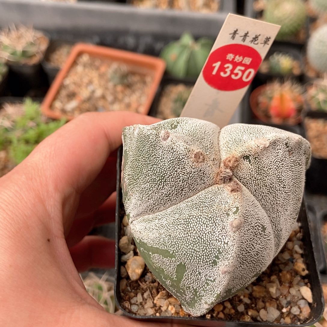 实生三角银莎一颗仙人球