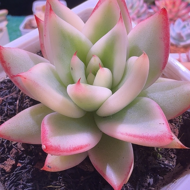 乌木锦多肉锦植物