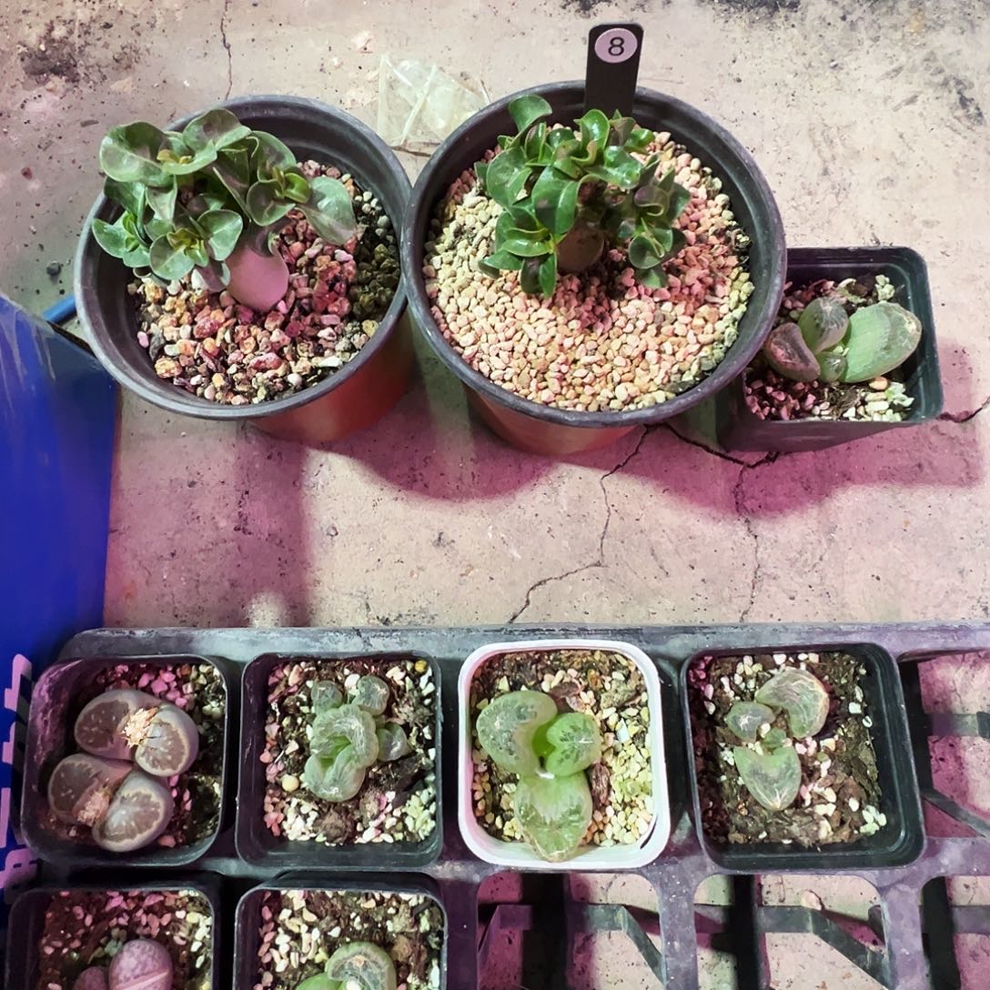 皮***。卡汗羊角两颗佛座箍带盆发货