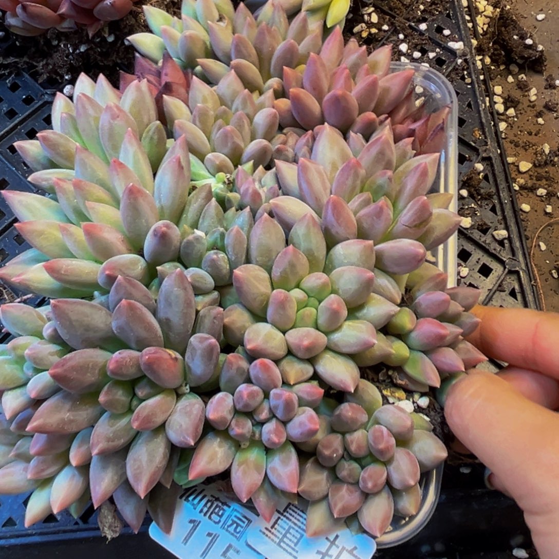 余***己115多肉葡萄的味道真的是