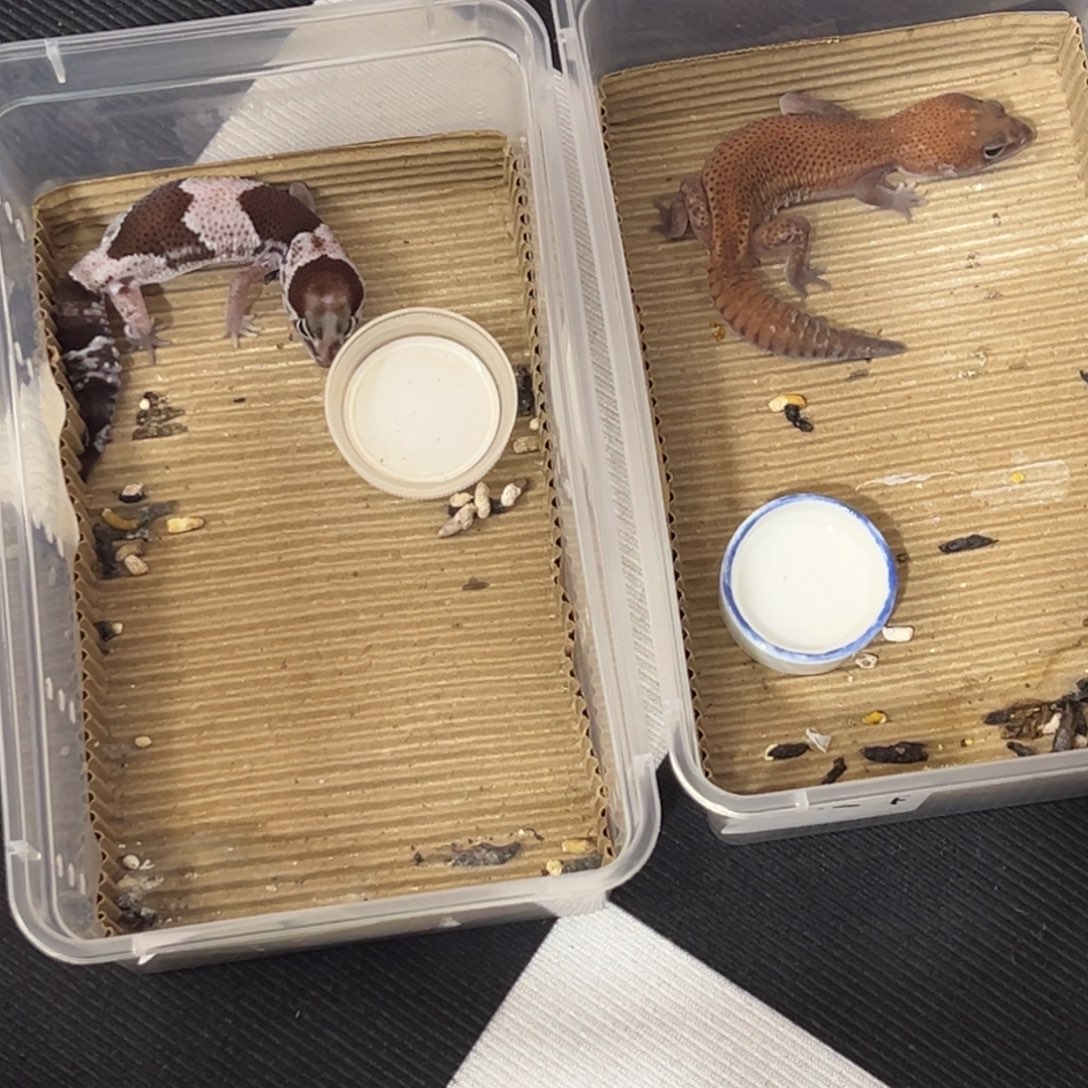 肥尾守宫俩只，奥，无