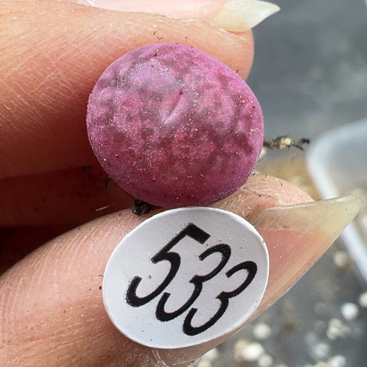 533号11111111111111111