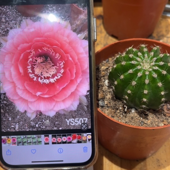 彩草507号5.5公分左右带根