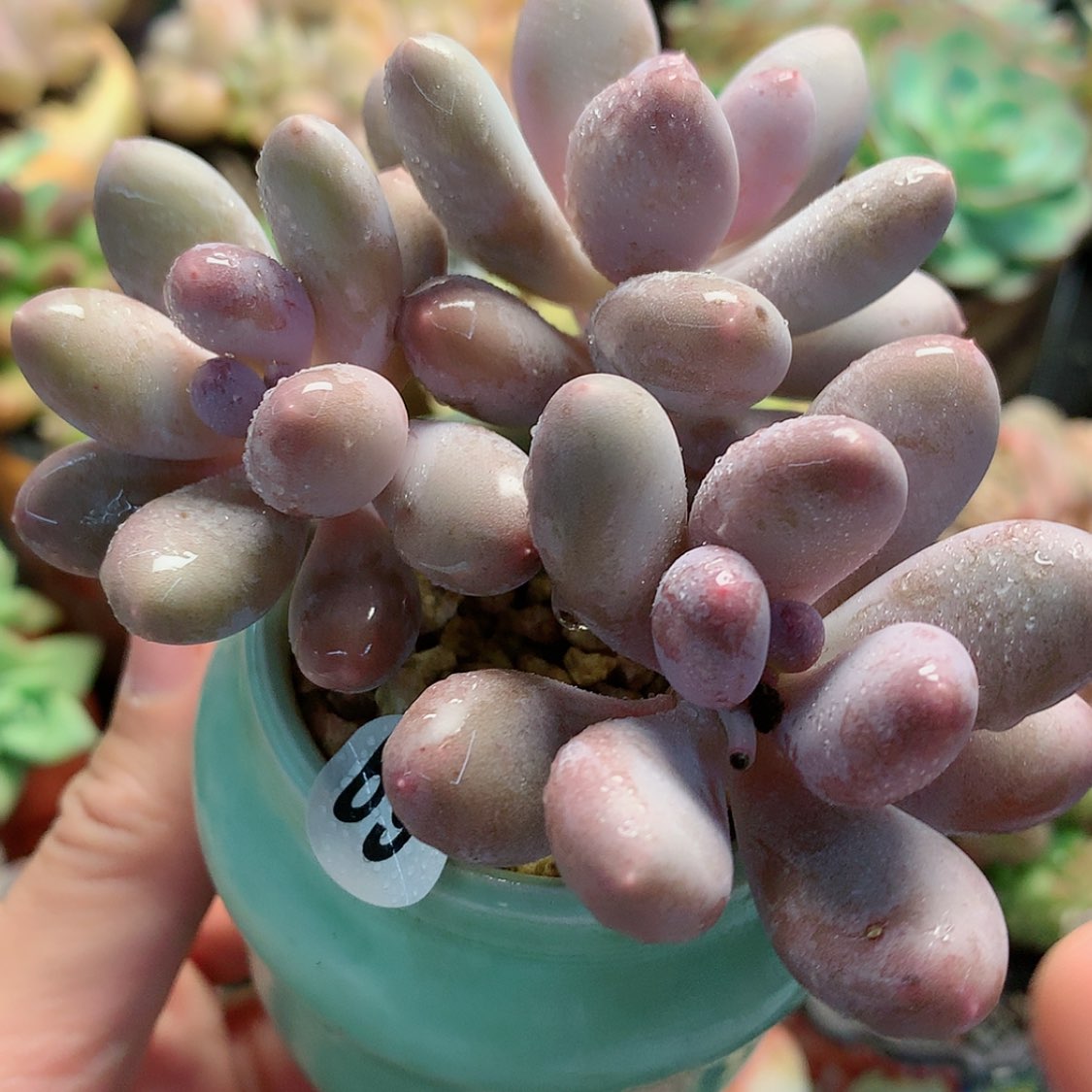 【闪购商品】深藏彩虹奶