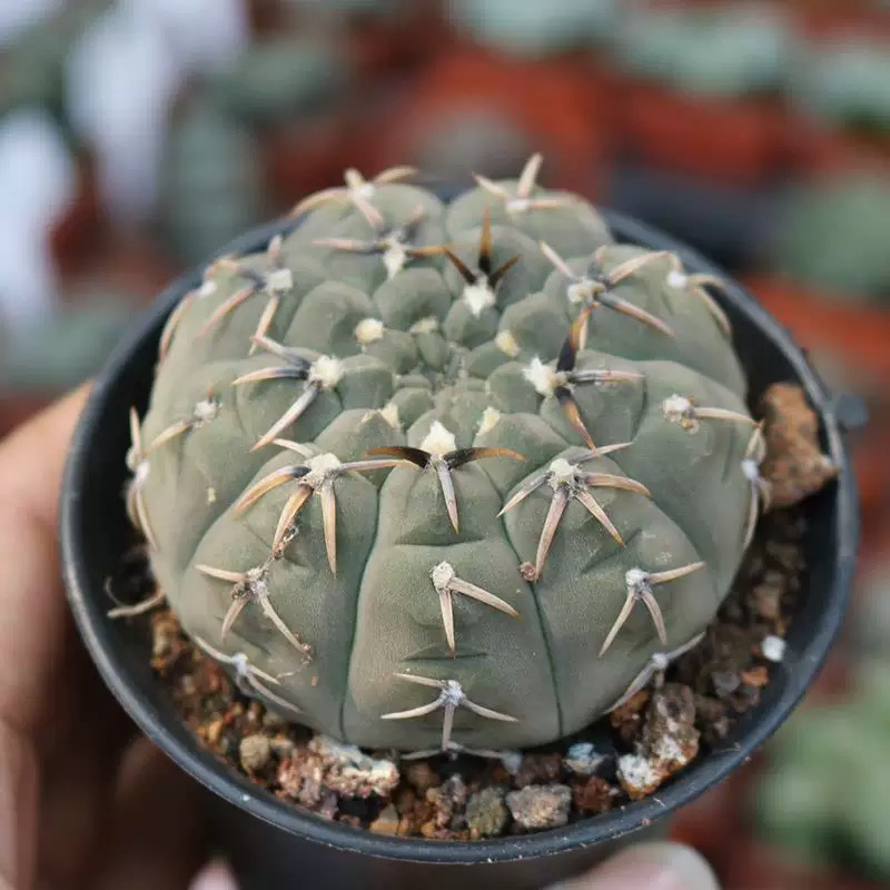 裸萼仙人球多肉植物开花仙人球怪龙王
