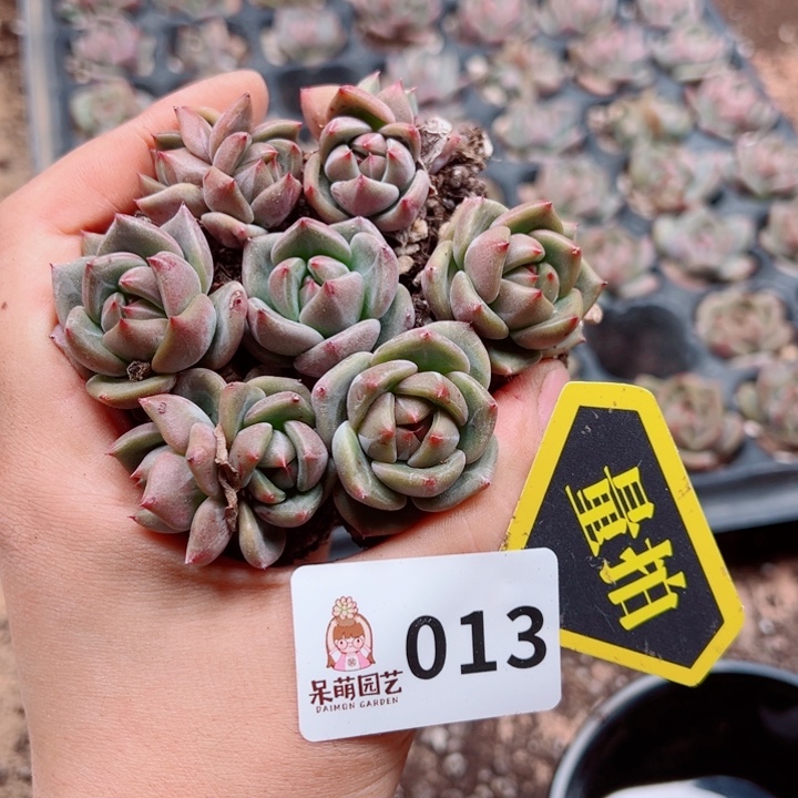 多肉植物多肉植物