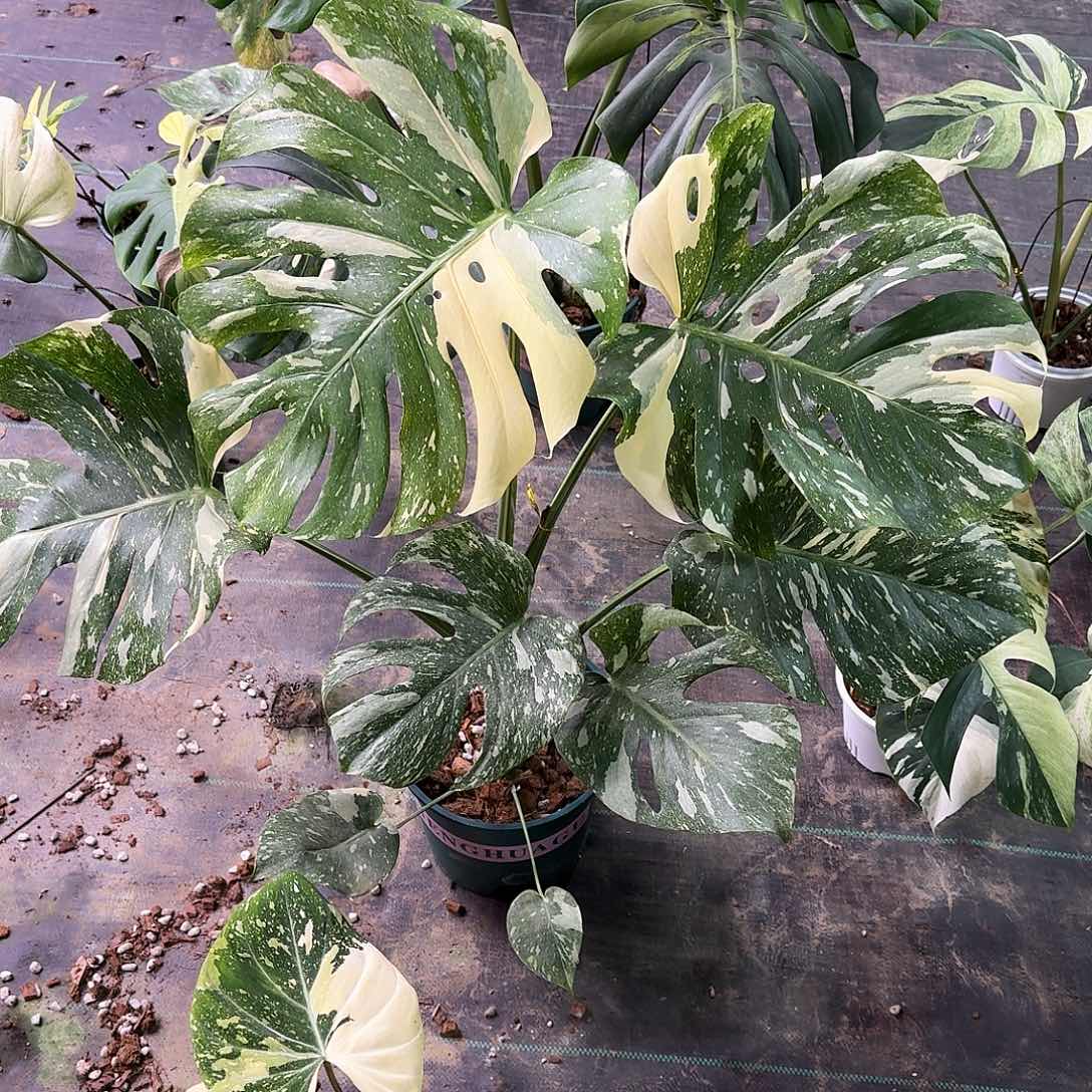 无花朵饮**源个体洒金D6