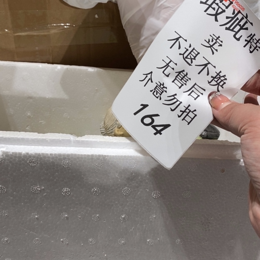 【闪购商品】摆件森***鹿陶瓷摆件瑕疵特卖