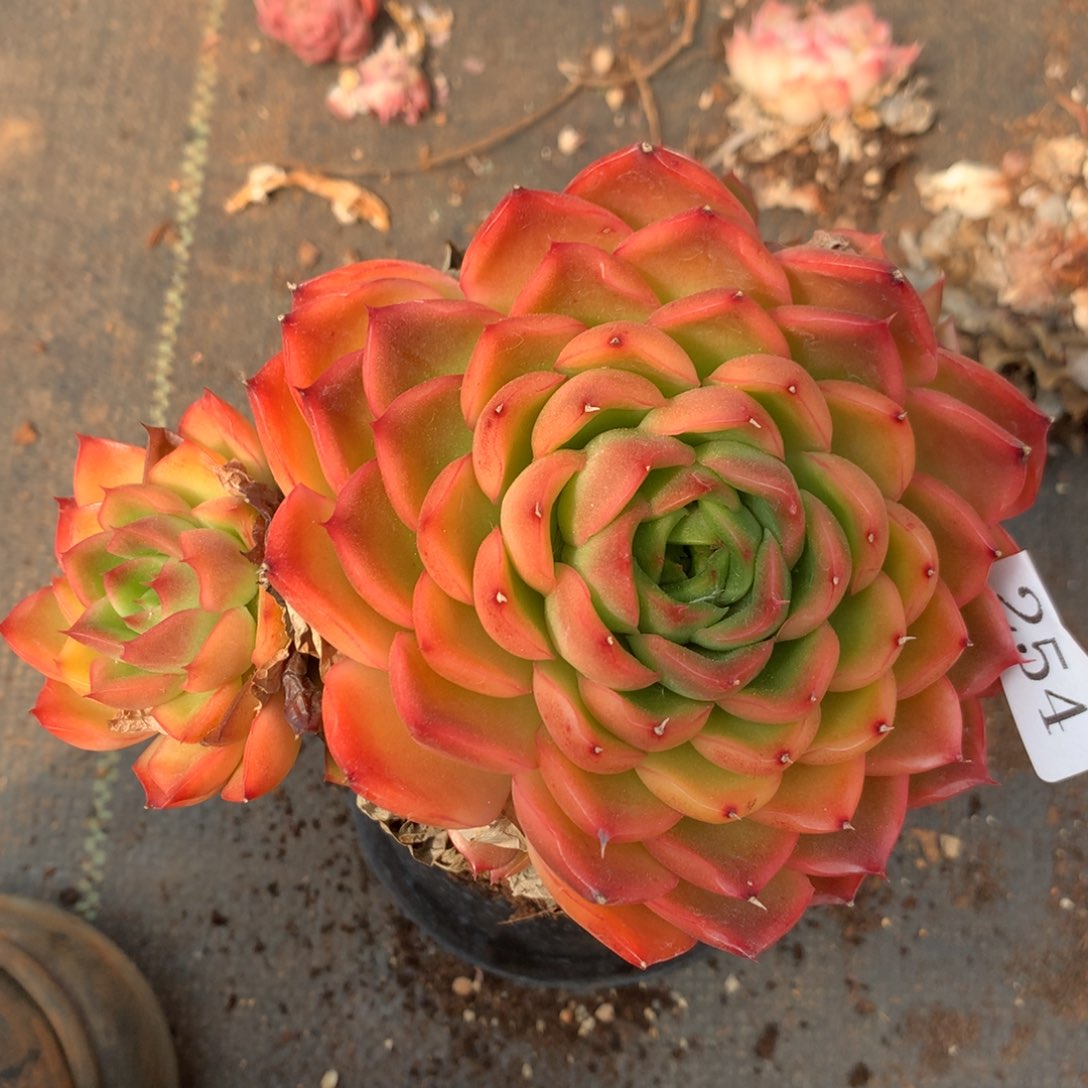 254杂交精品基地14厘米