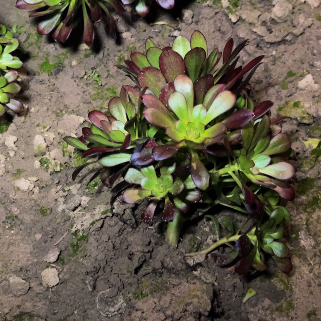 红酒原叶多肉植物捧花的