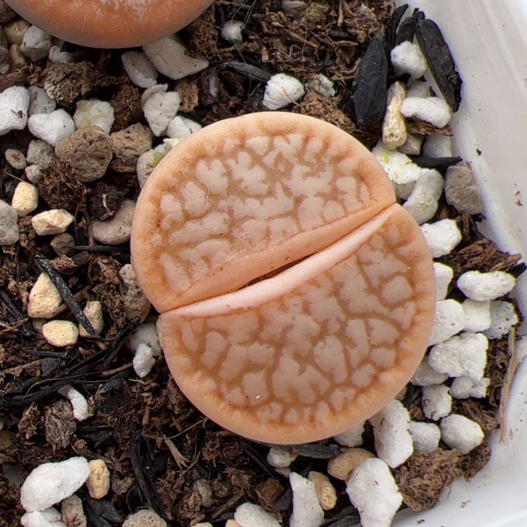 0248号浪汉 多肉植物