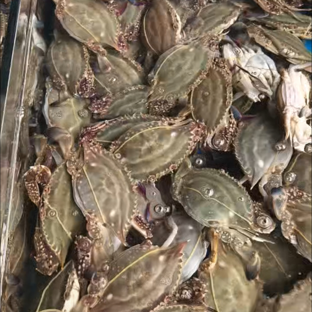 海捕蟹45一斤，双11福利