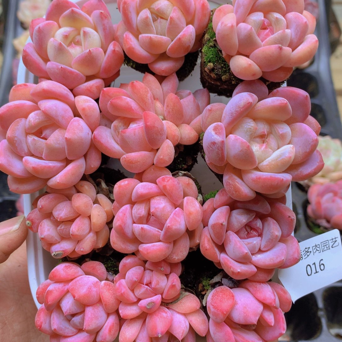 纯***马我要去买东西吃啊我要016