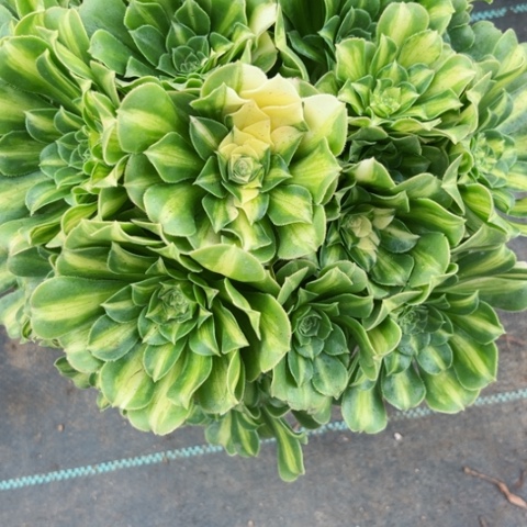 多肉植物五彩琉璃