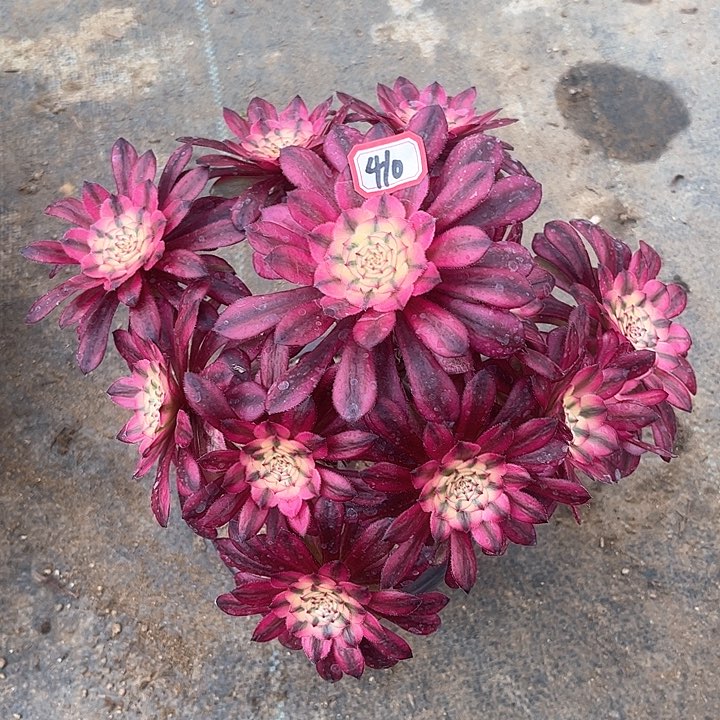 一物一拍多肉粉公主410