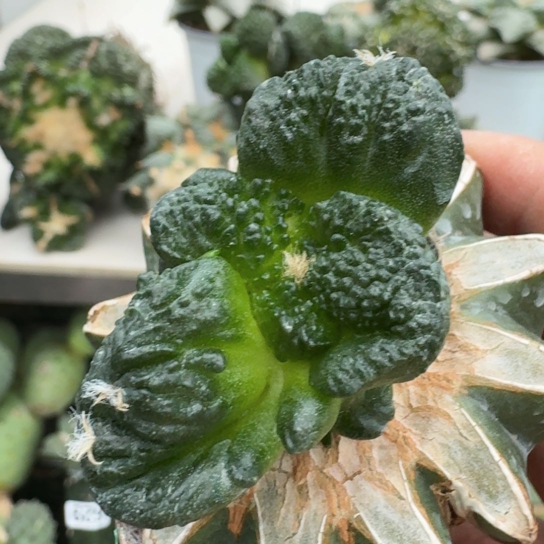 【闪购商品】无花朵大尤牡丹619