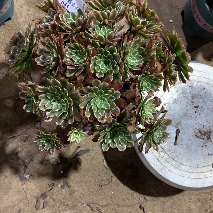 645水墨画多肉植物特价