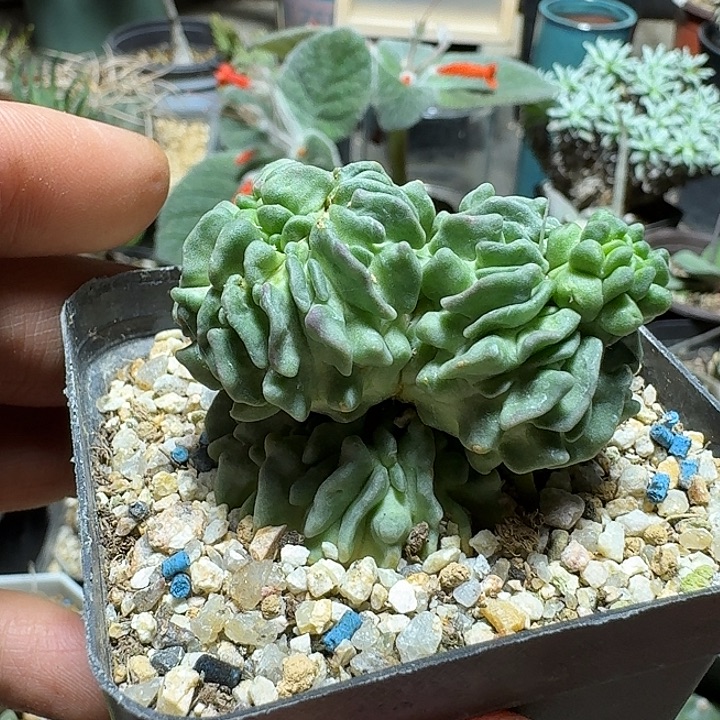 256精子球带盆发货自根