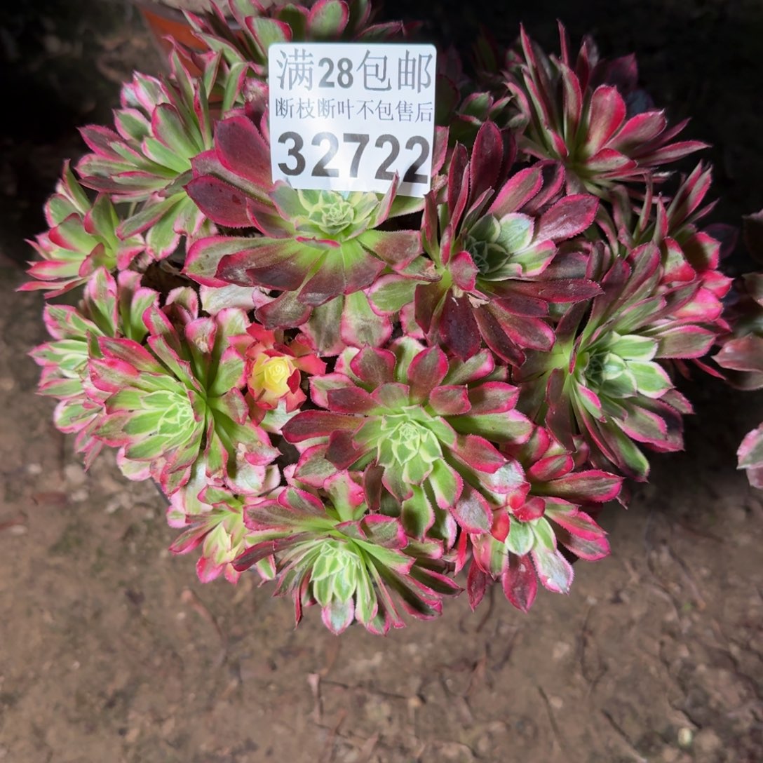 32722天和不把断枝