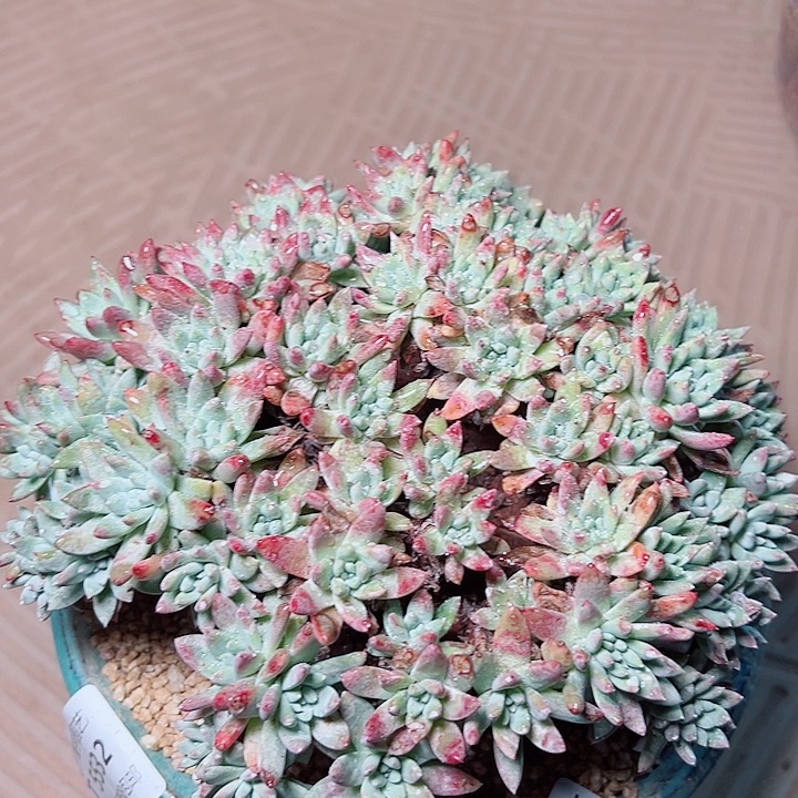 9033诺码杂交仙女杯多肉