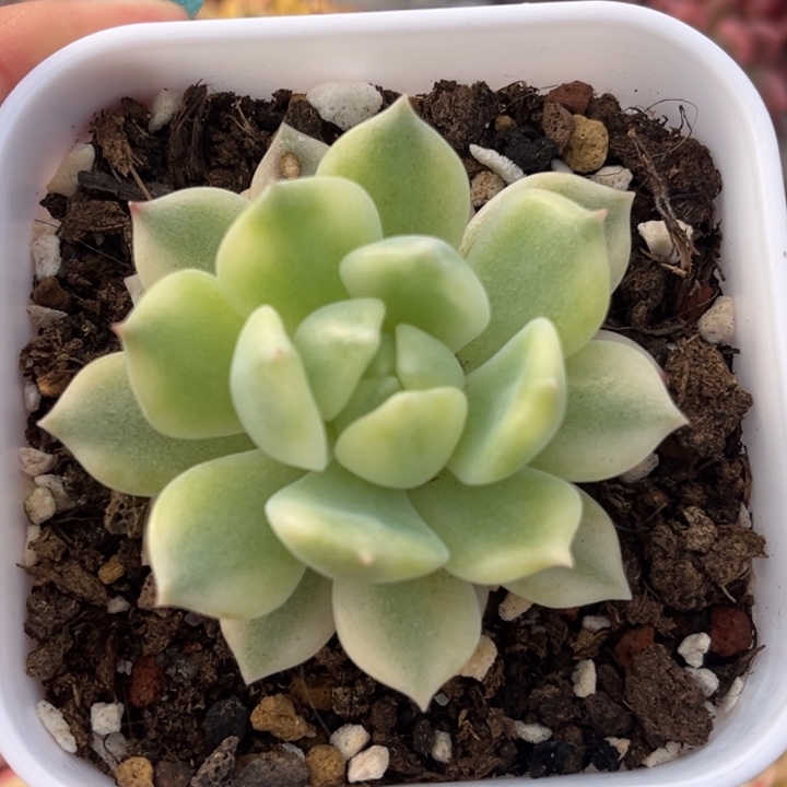 霜花锦一颗价格发货