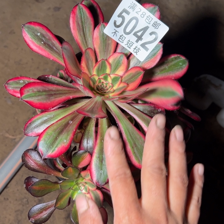 香奈儿多肉植物法师5042