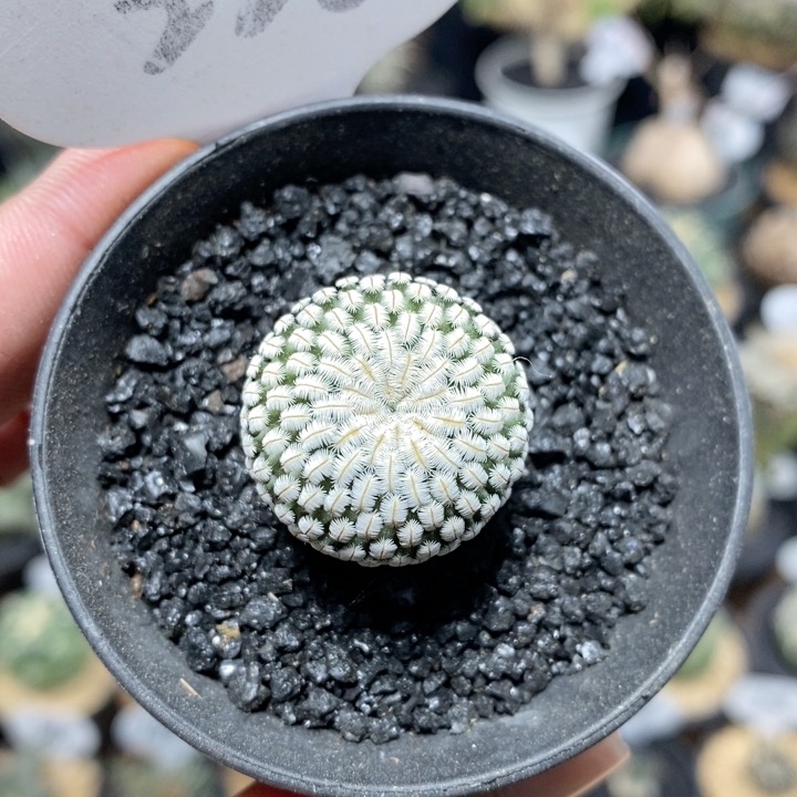 226号实生白斜子2.5cm