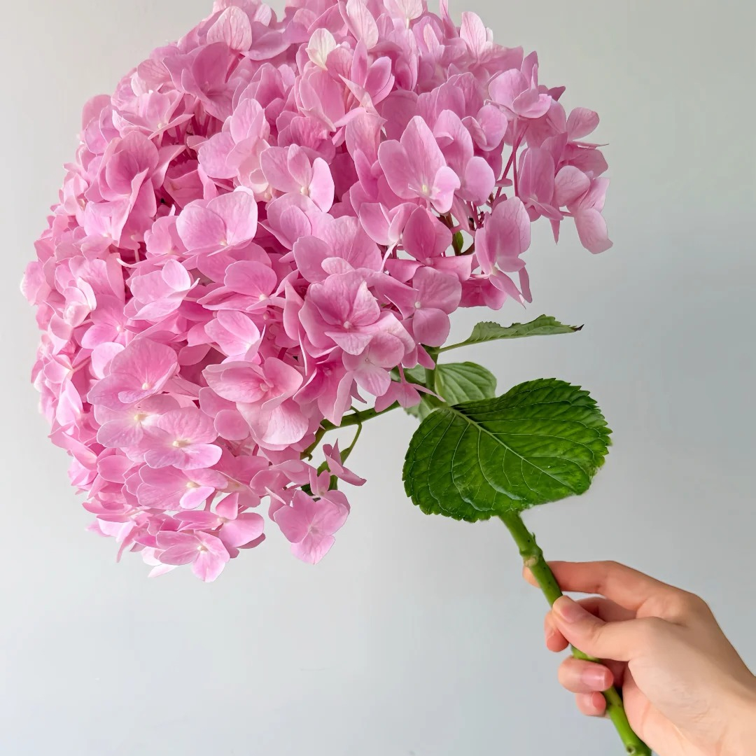 【随机色绣球】绣球云南鲜花全场鲜花任意两单升级顺丰送上门