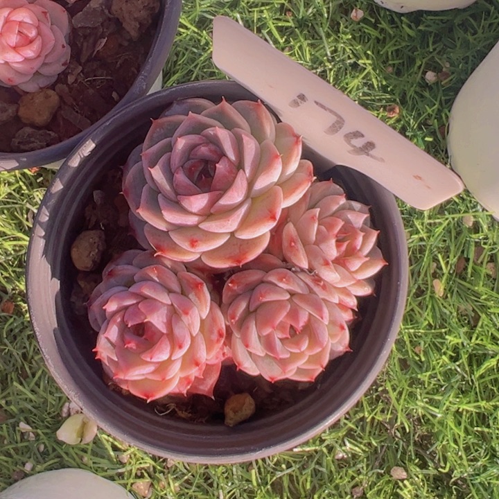 健健康康平平安安