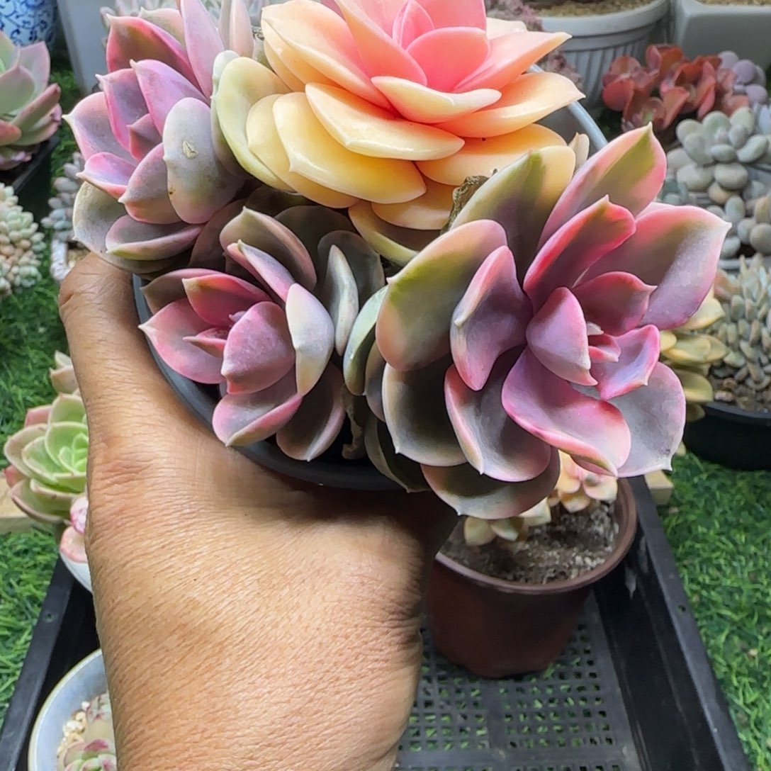 锦安精品多肉植物288