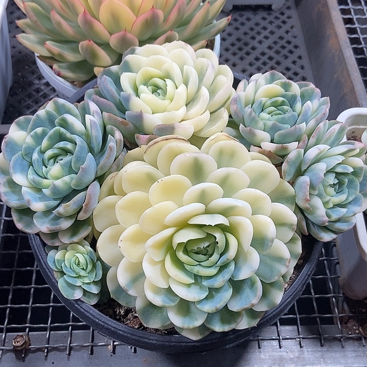 胭脂贝瑞锦大群多肉