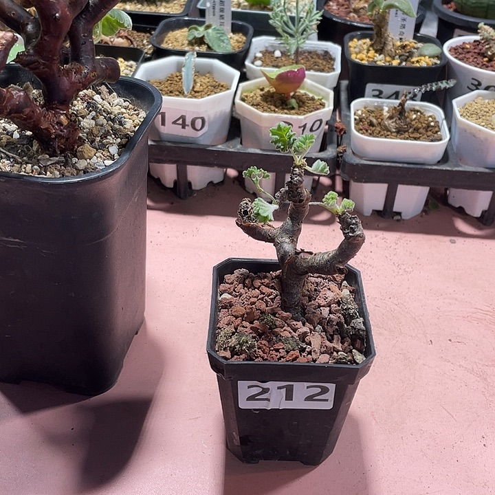 用***1212产地枝干杨葵，