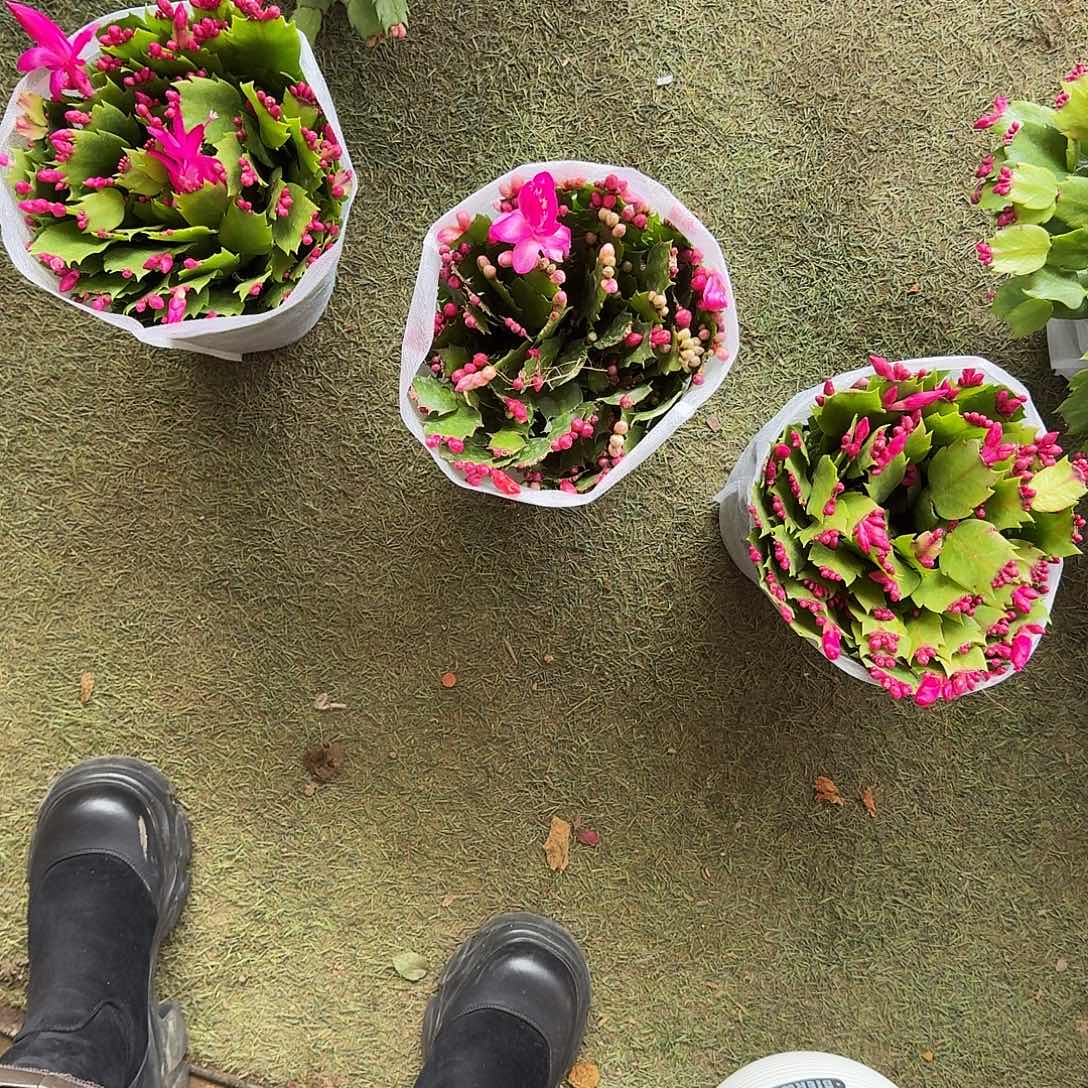 完全开放粉色蟹爪莲