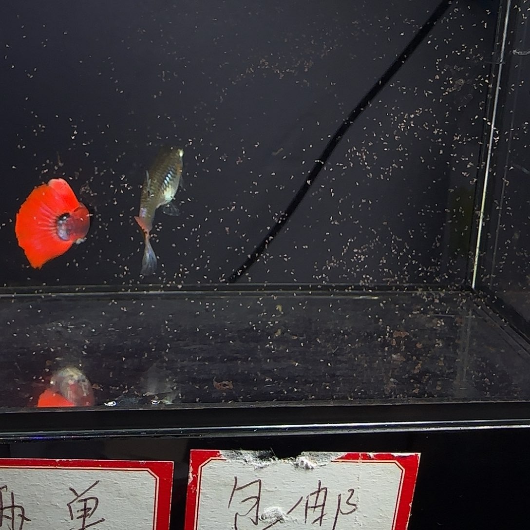 孔雀鱼花蝴蝶一对