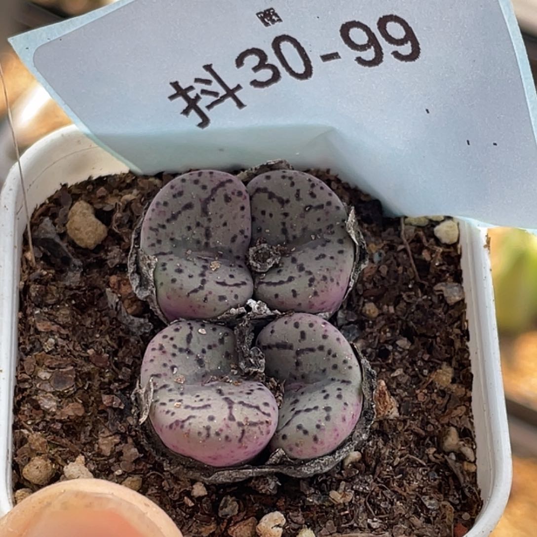 30-99荷叶安贞肉锥
