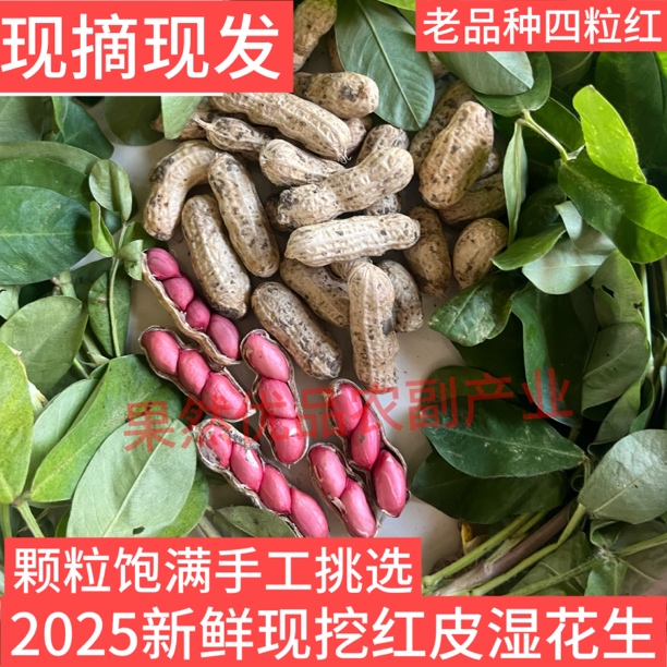 新鲜现挖四粒红花生红皮花生带壳湿花生农家自种红衣花生可水煮