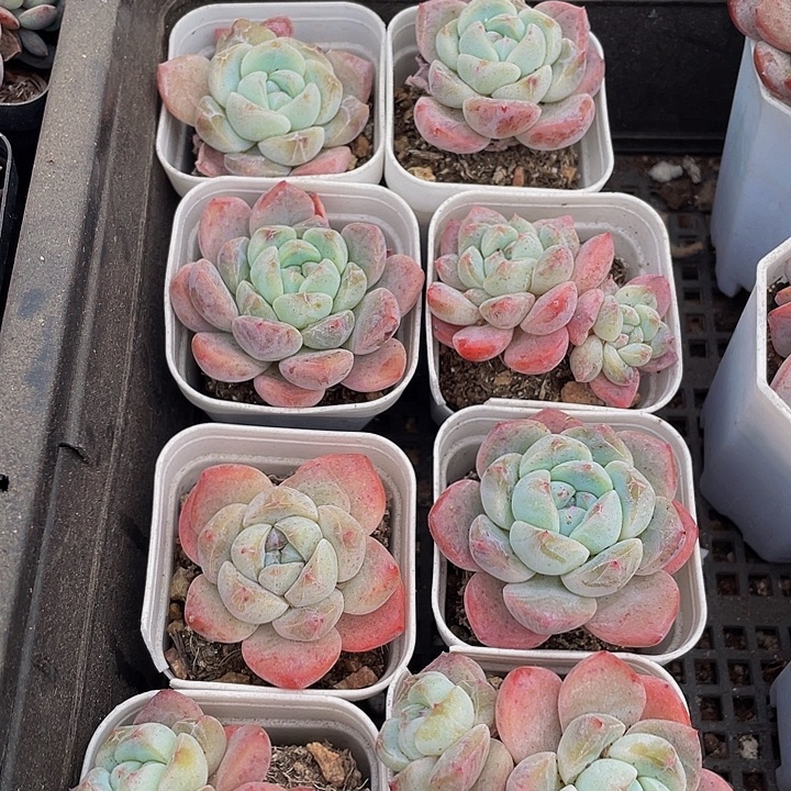 刚毅2.8带盆土发货