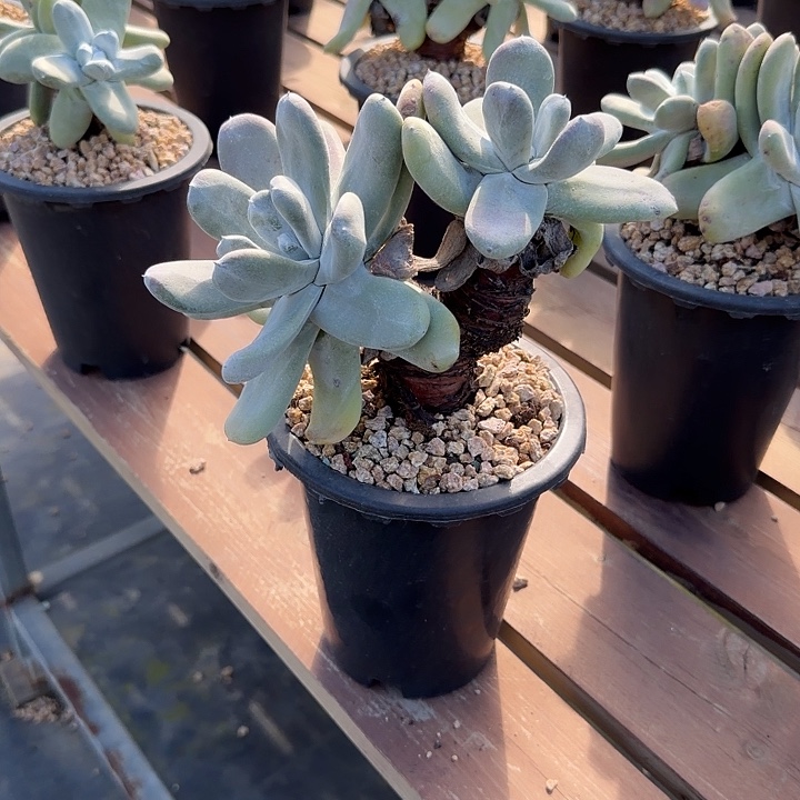 张***同拇指仙女杯多肉植物