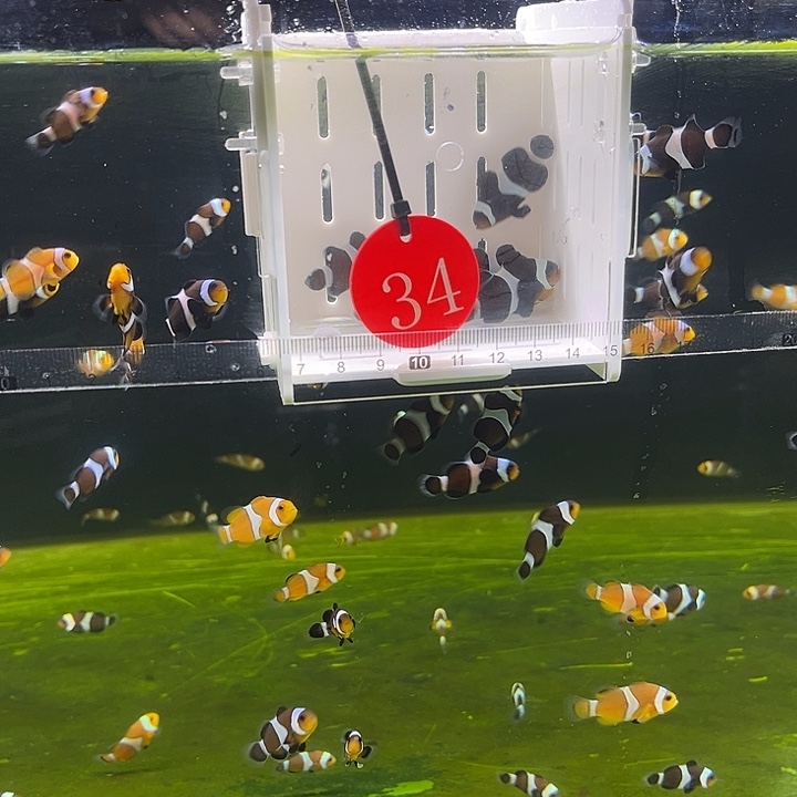 海水鱼瑕疵小丑鱼