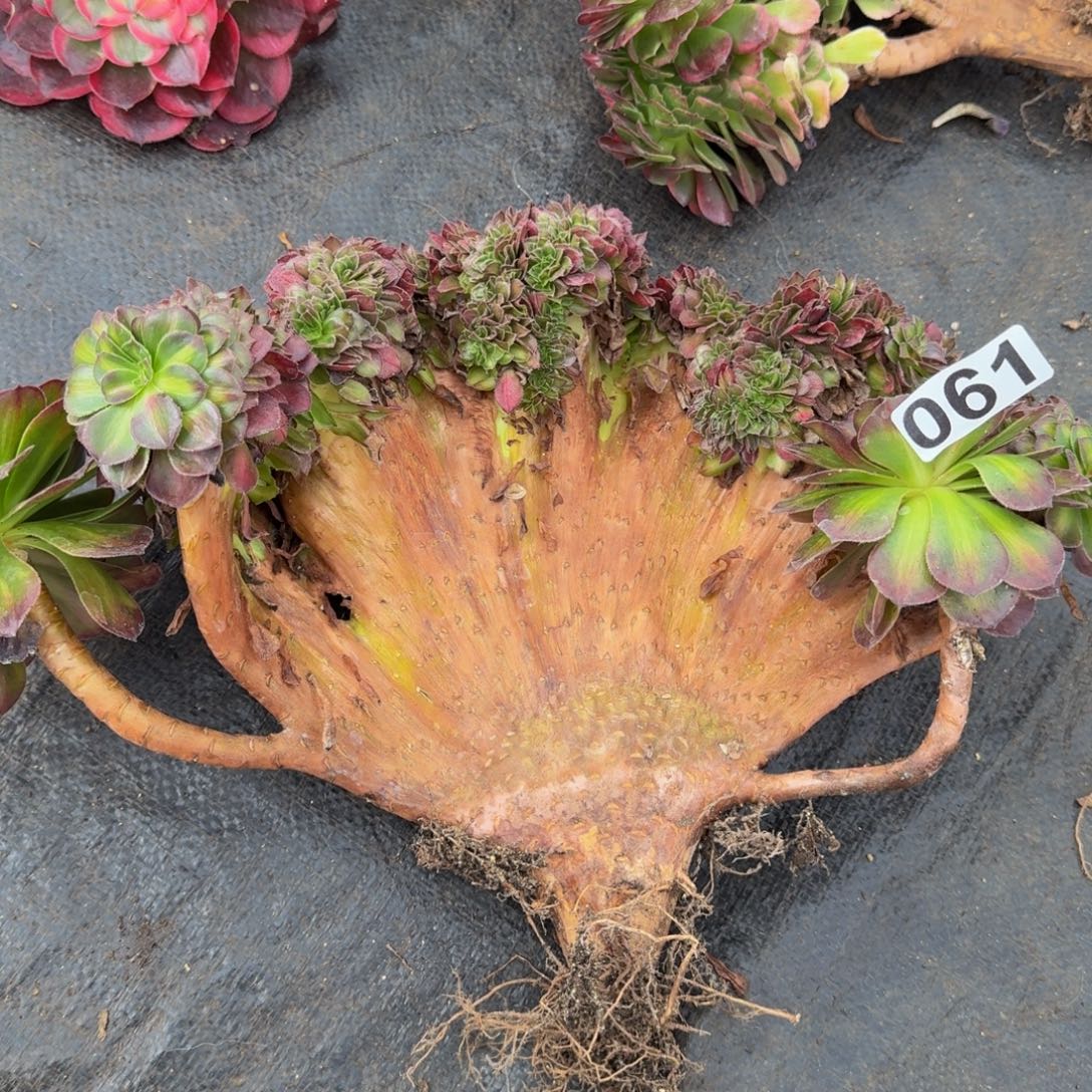 061多肉植物抹茶缀有干伤特价