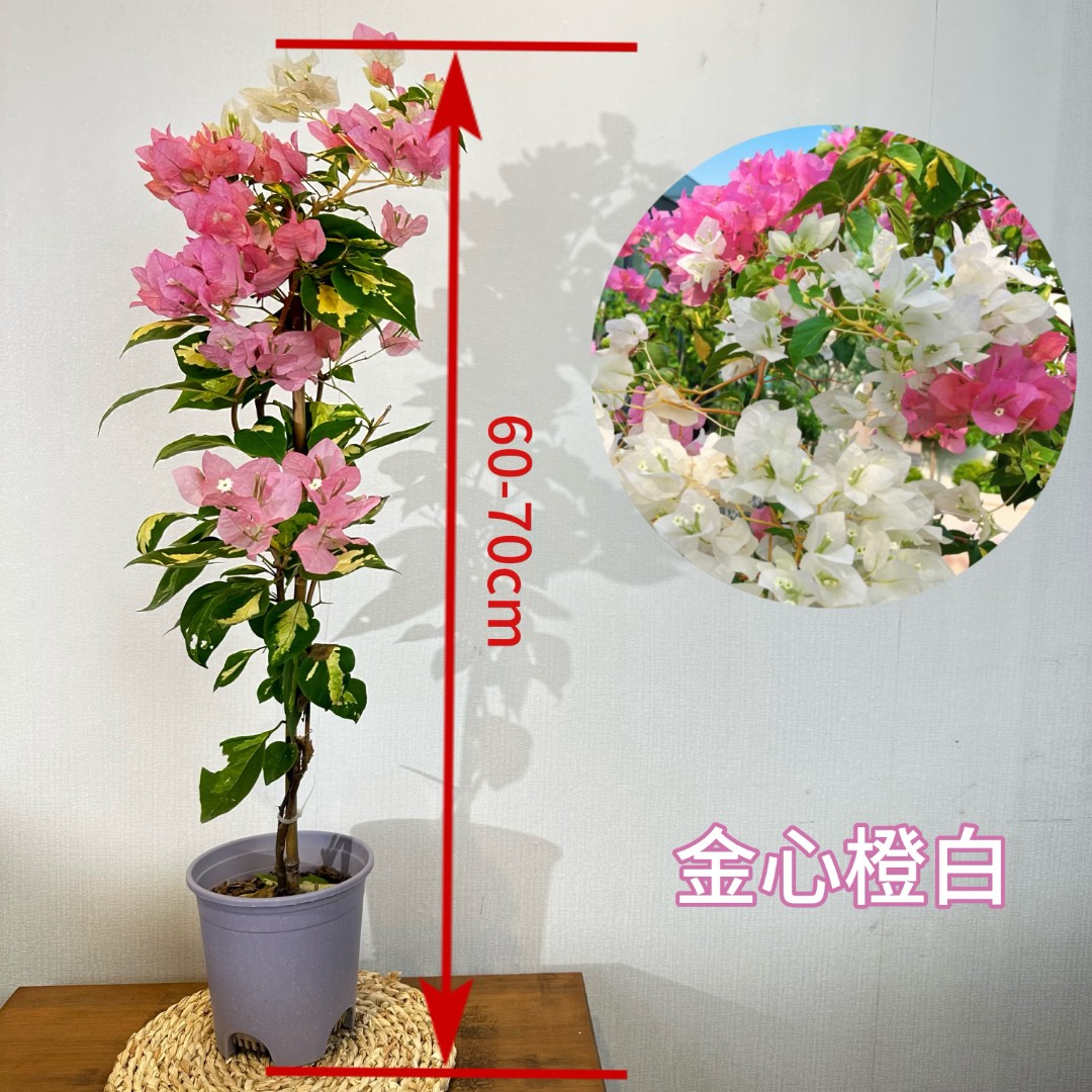 【金心橙白】三角梅带花盆栽勤花双色推荐可庭院阳台原盆原土有根系