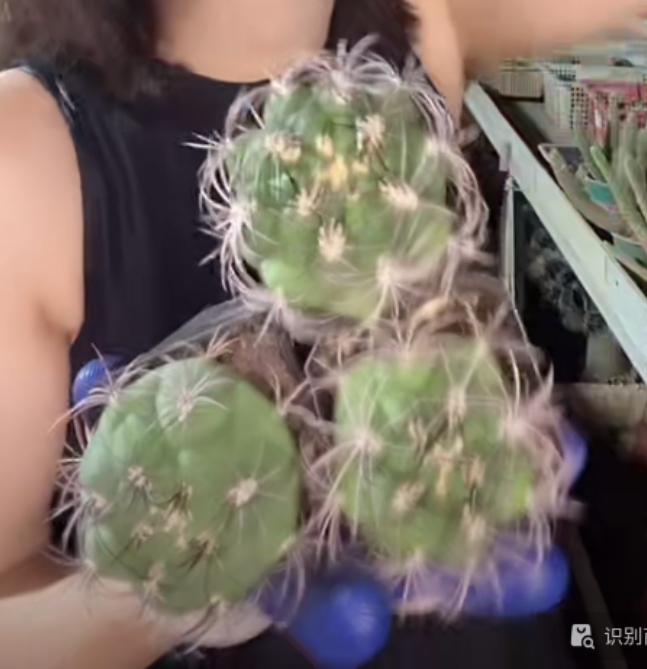 二妹园艺【 3颗  新天地  实生根 】脱土随机发货