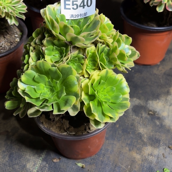 随便，，。。。540金丝翡翠，